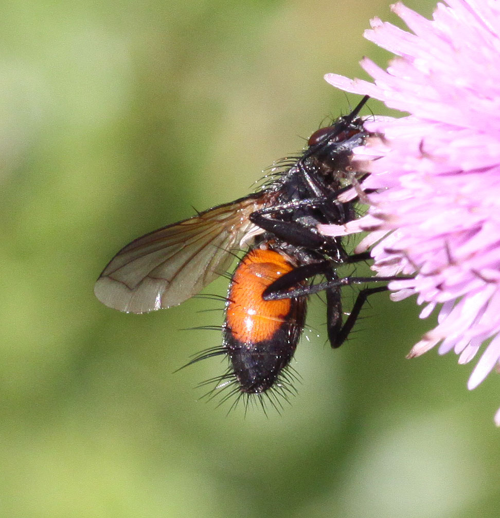 Copyright: Steve Terry