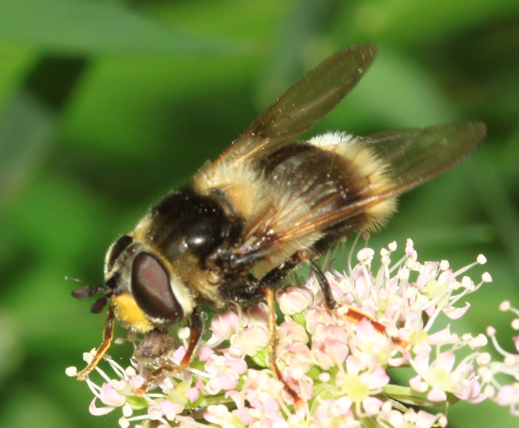 Copyright: Steve Terry