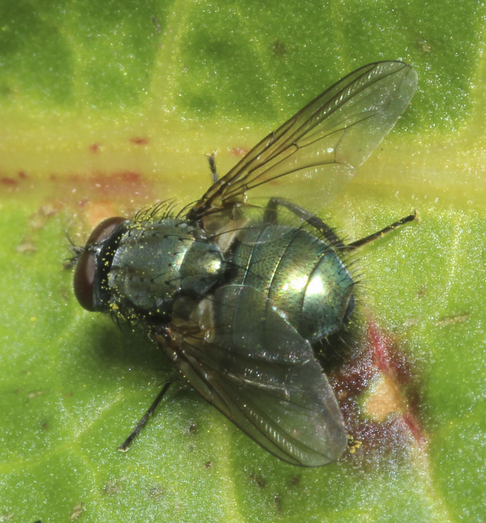 Copyright: Steve Terry