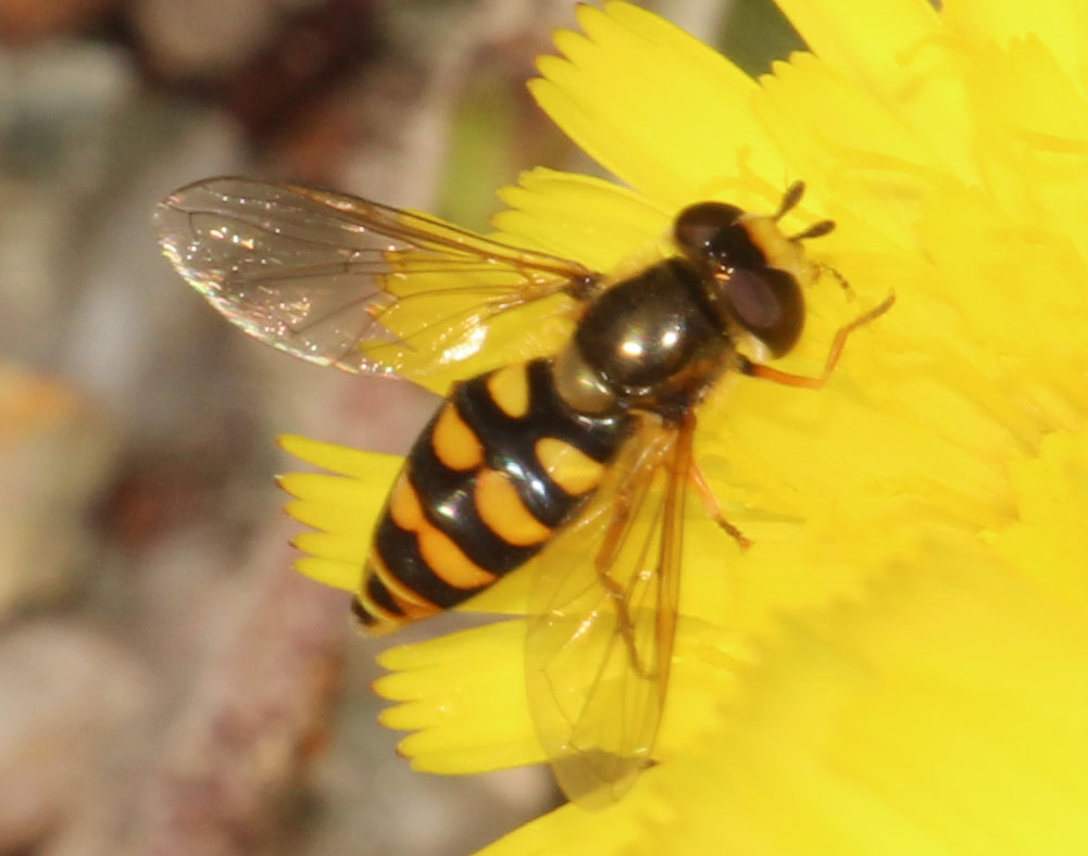 Copyright: Steve Terry