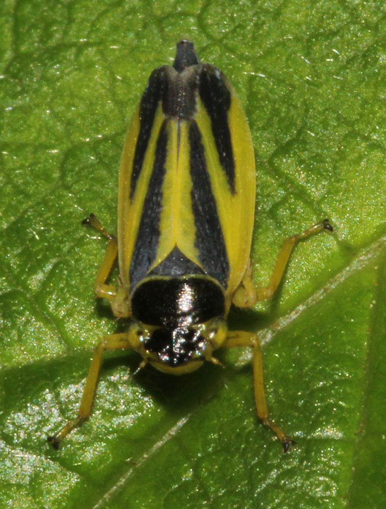 Copyright: Steve Terry