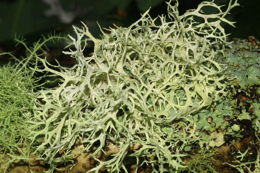 Copyright: Steve Terry