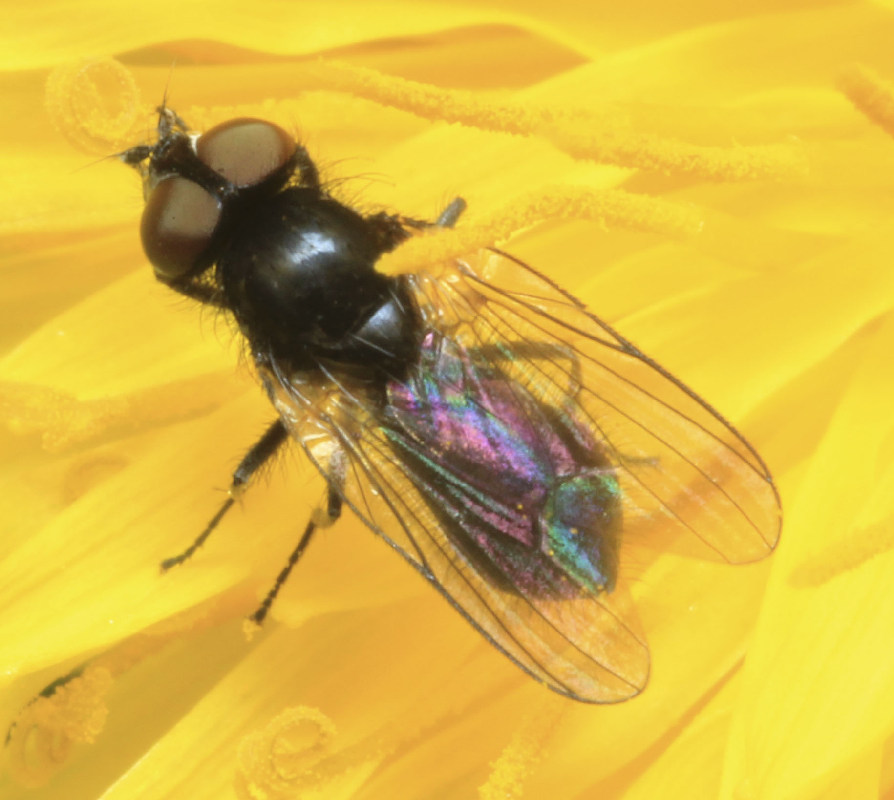 Copyright: Steve Terry