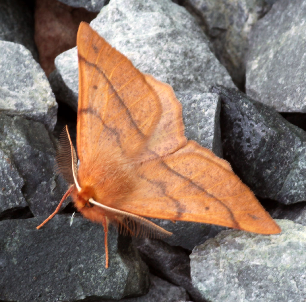 Copyright: Steve Terry