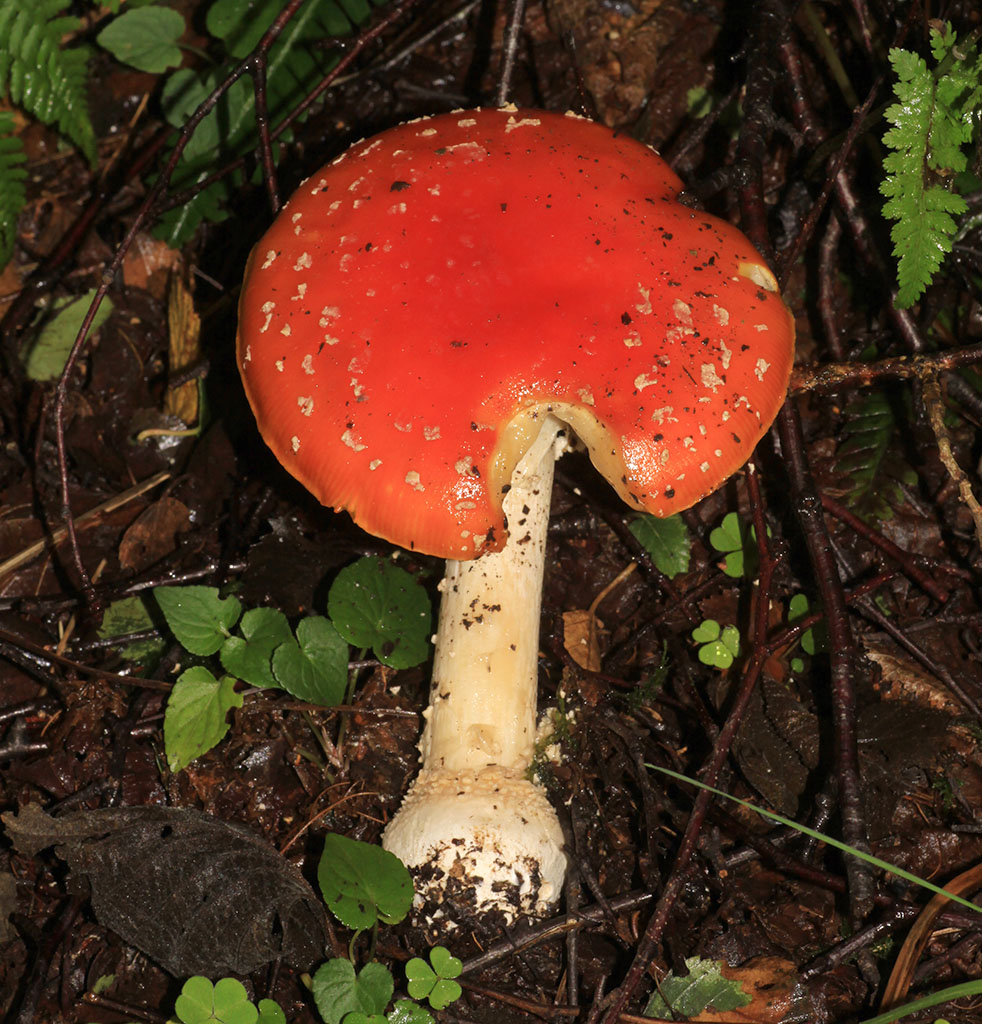 Copyright: Steve Terry