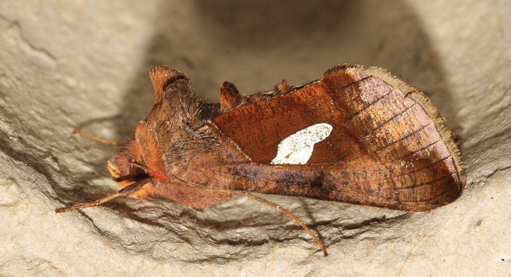 Copyright: Steve Terry