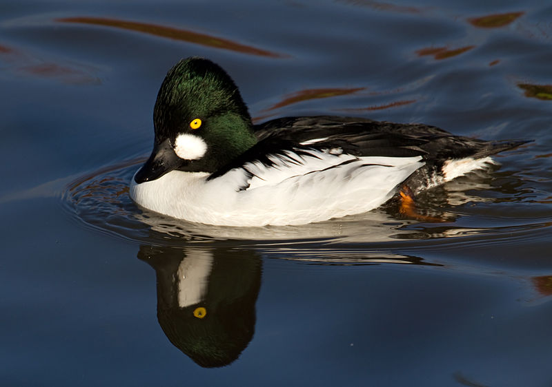 Copyright: Tony Hisgett