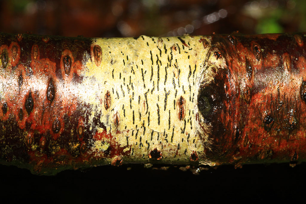 Copyright: Steve Terry