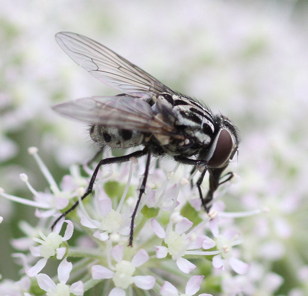 Copyright: Steve Terry