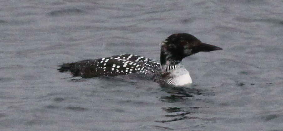 Copyright: Steve Terry