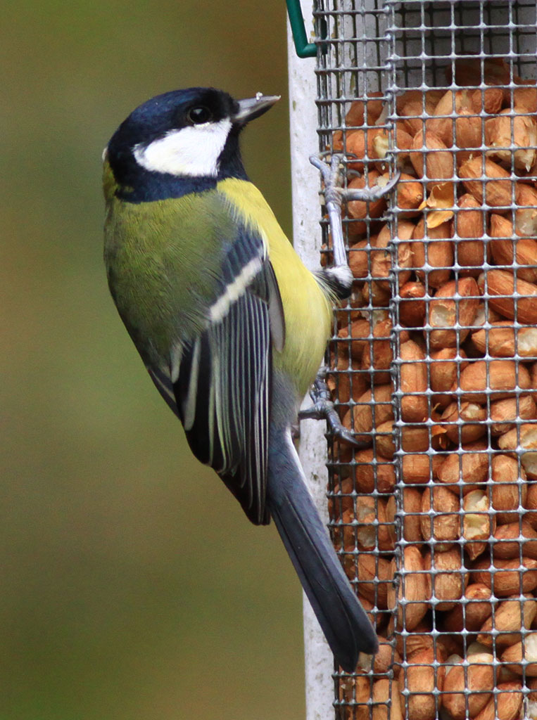 Copyright: Steve Terry