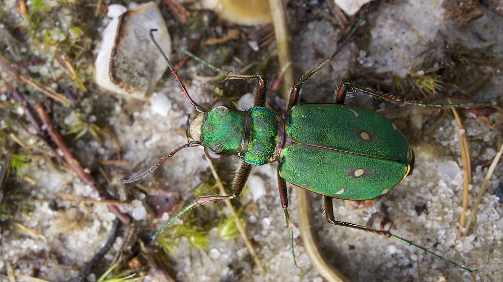 Copyright: Steve Terry