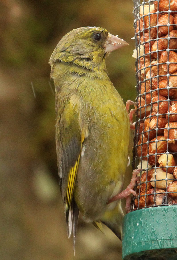 Copyright: Steve Terry