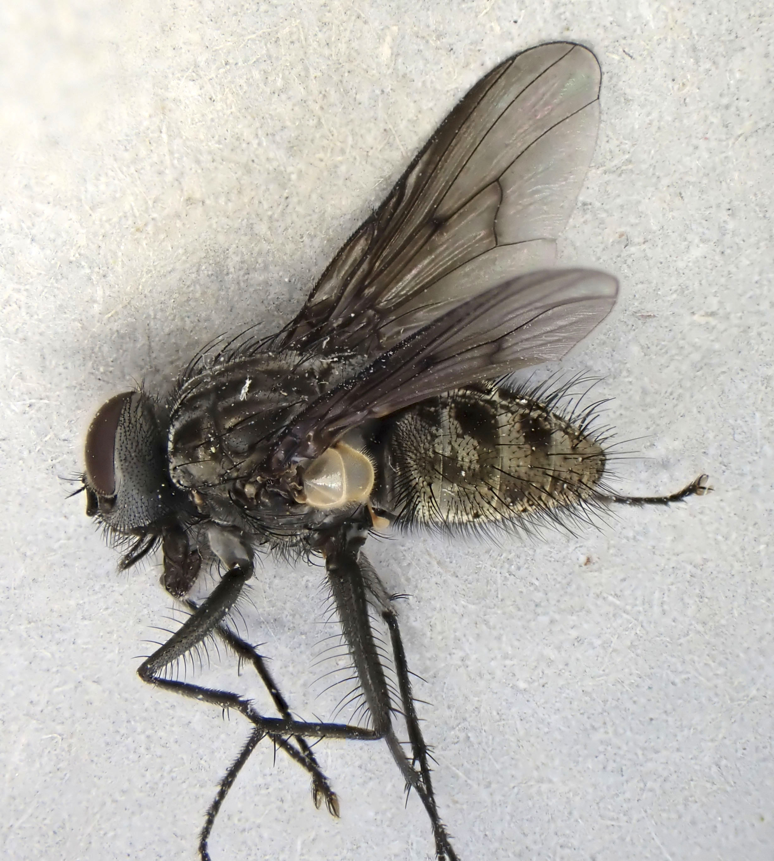 Copyright: Steve Terry