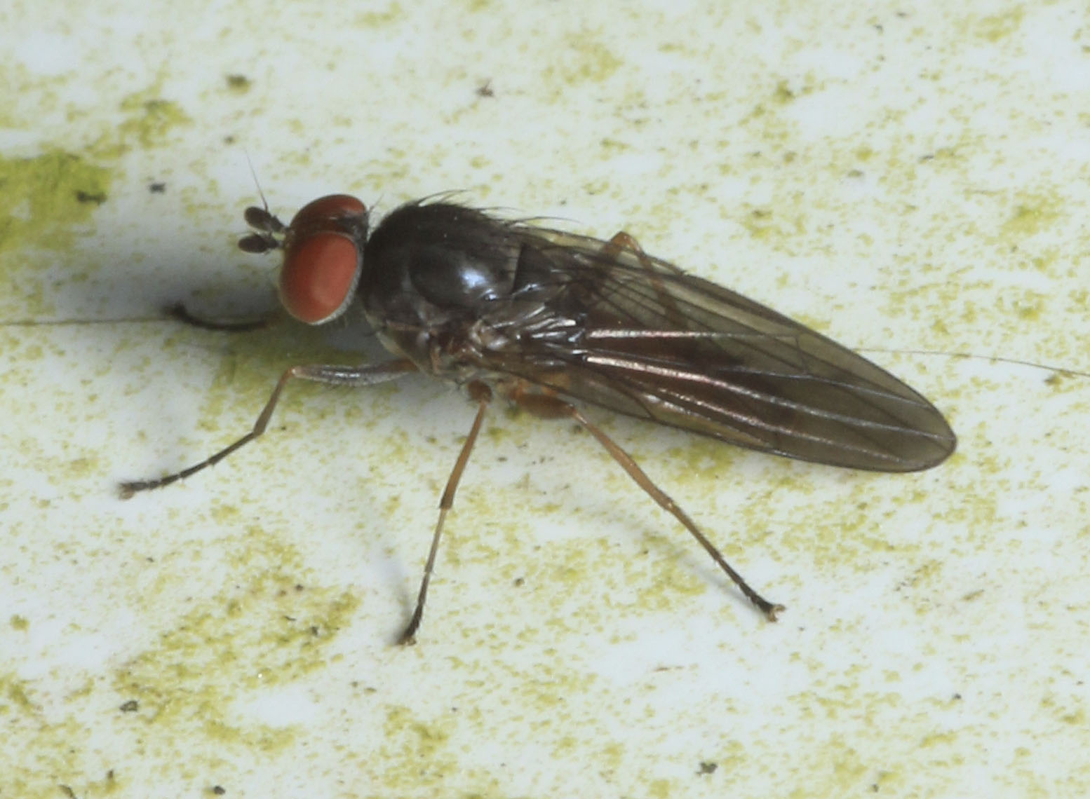 Copyright: Steve Terry