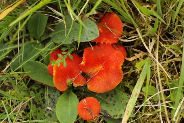 Copyright: Terry Swainbank