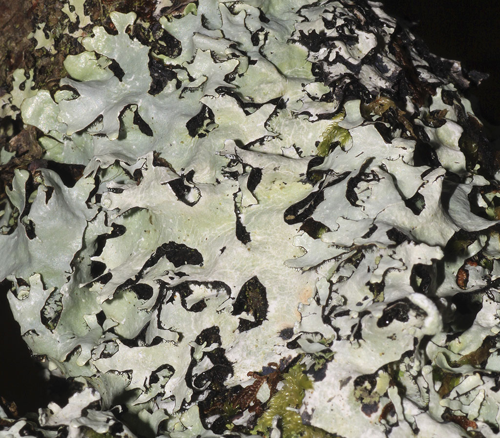 Copyright: Steve Terry