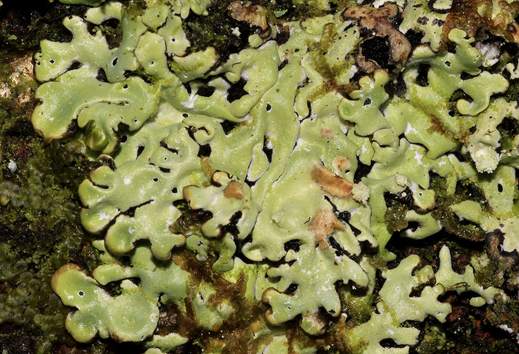 Copyright: Steve Terry