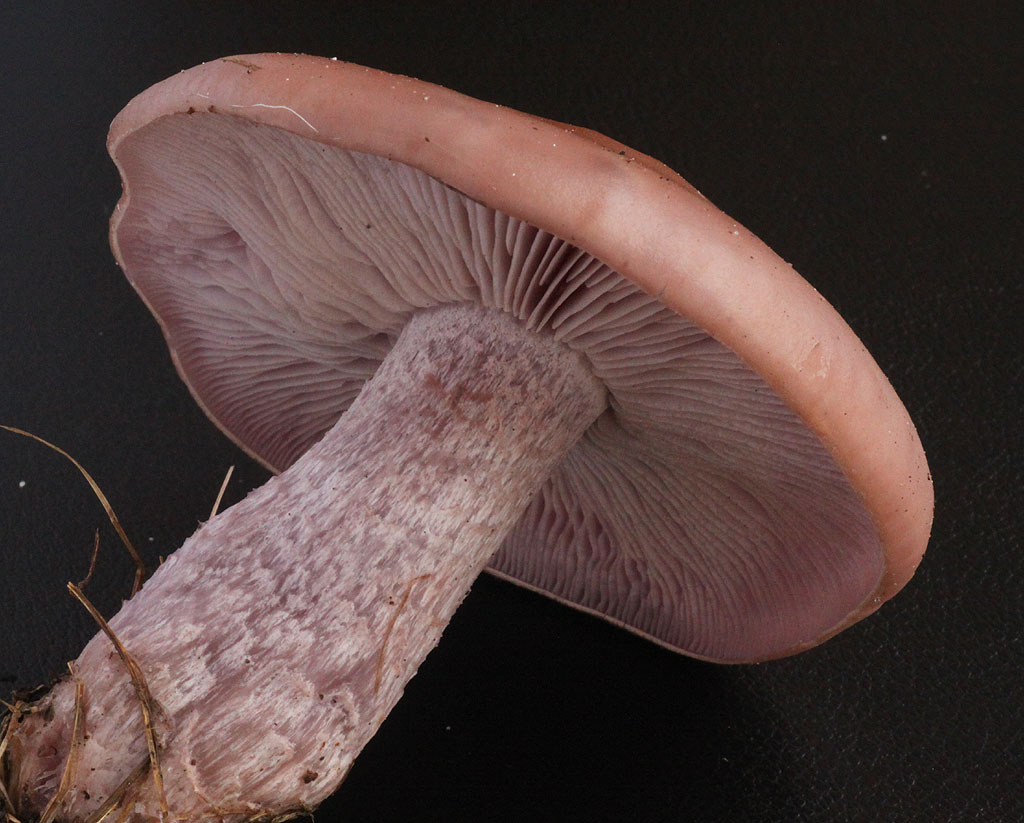 Copyright: Steve Terry