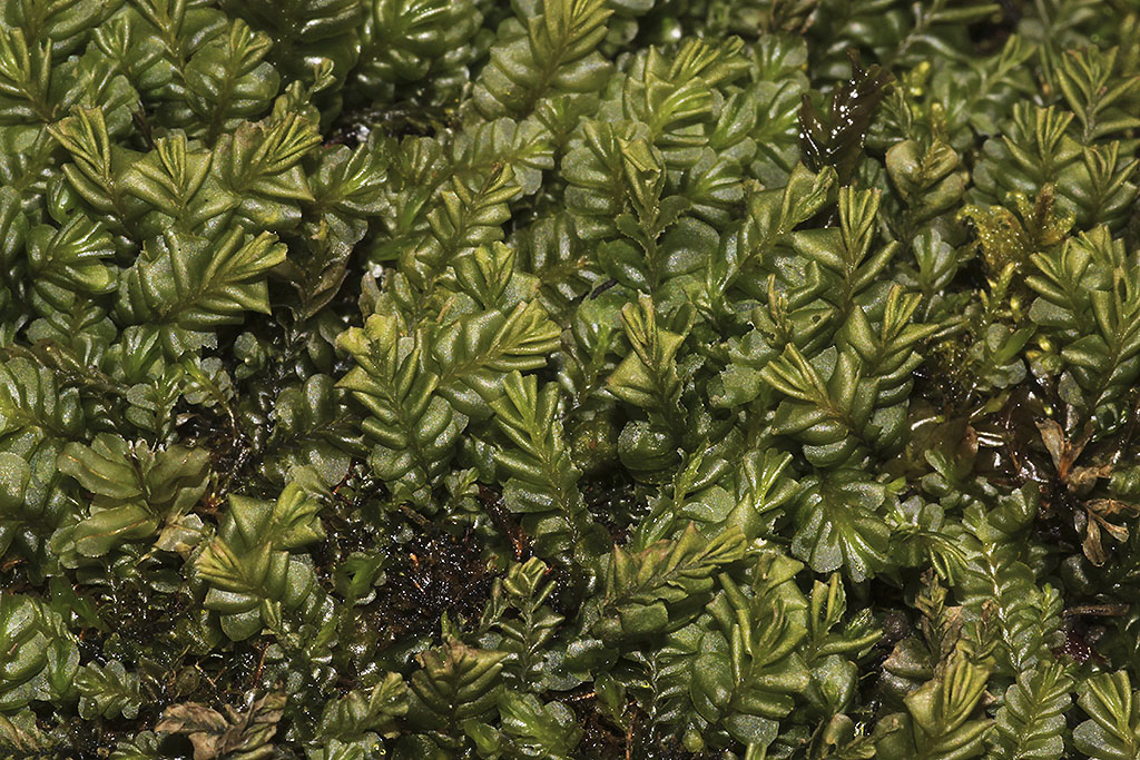 Copyright: Steve Terry