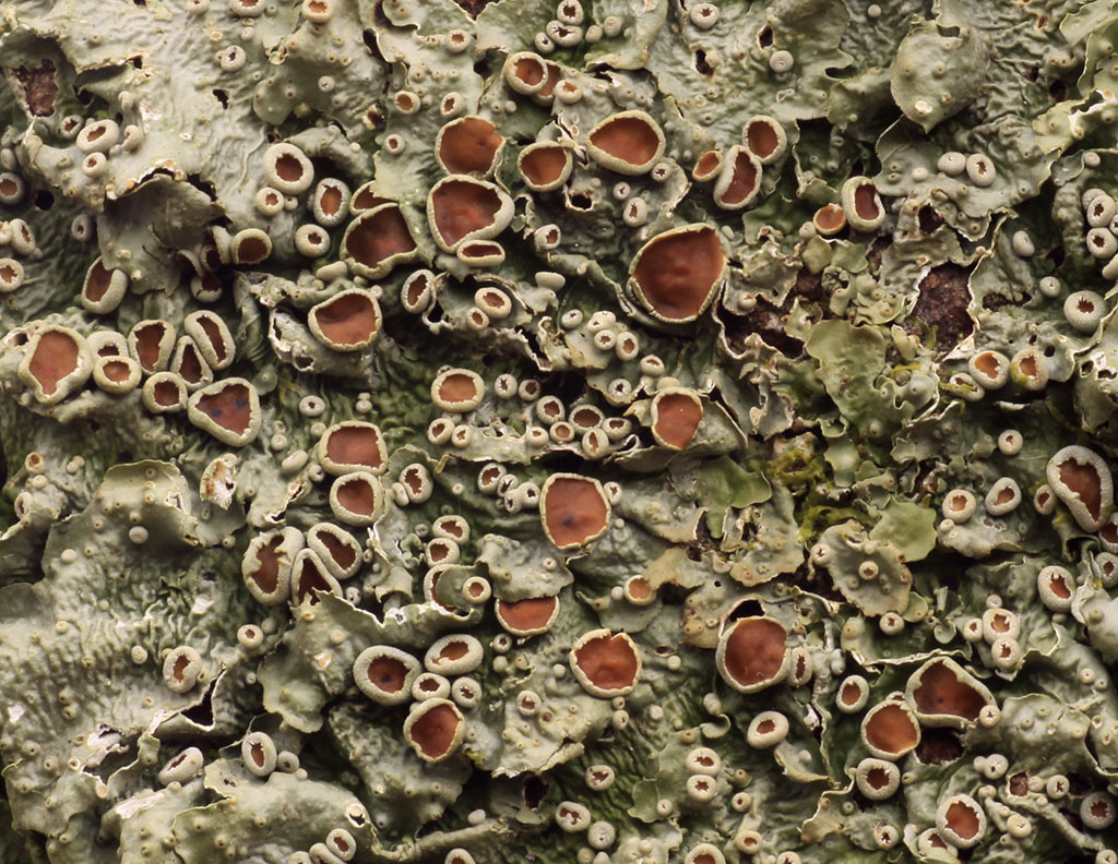 Copyright: Steve Terry