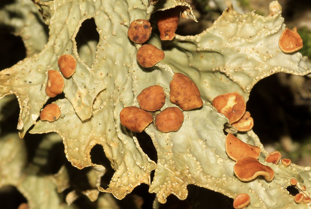 Copyright: Steve Terry