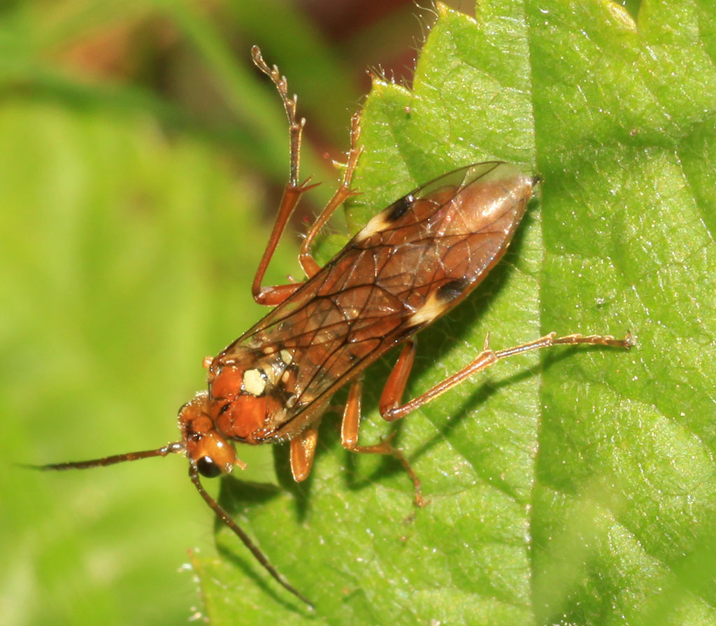 Copyright: Steve Terry