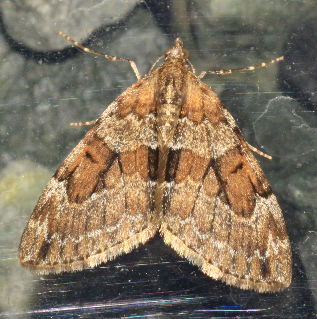 Copyright: Steve Terry