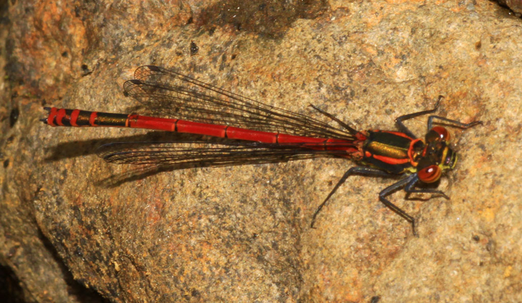 Copyright: Steve Terry