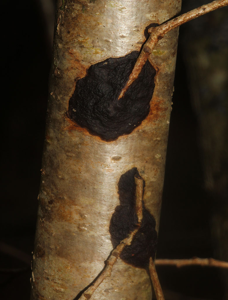 Copyright: Steve Terry