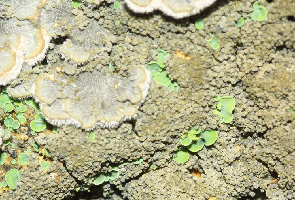 Copyright: Steve Terry