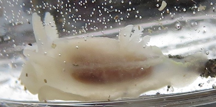 Copyright: Steve Terry