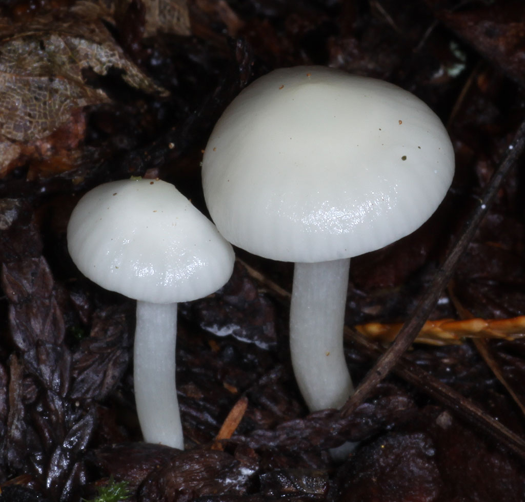 Copyright: Steve Terry