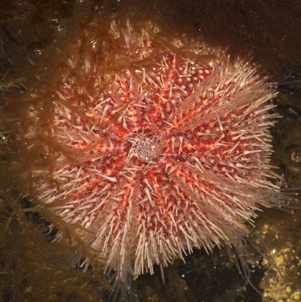 Copyright: Steve Terry