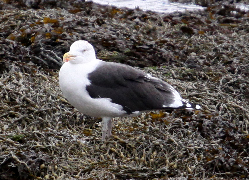 Copyright: Steve Terry