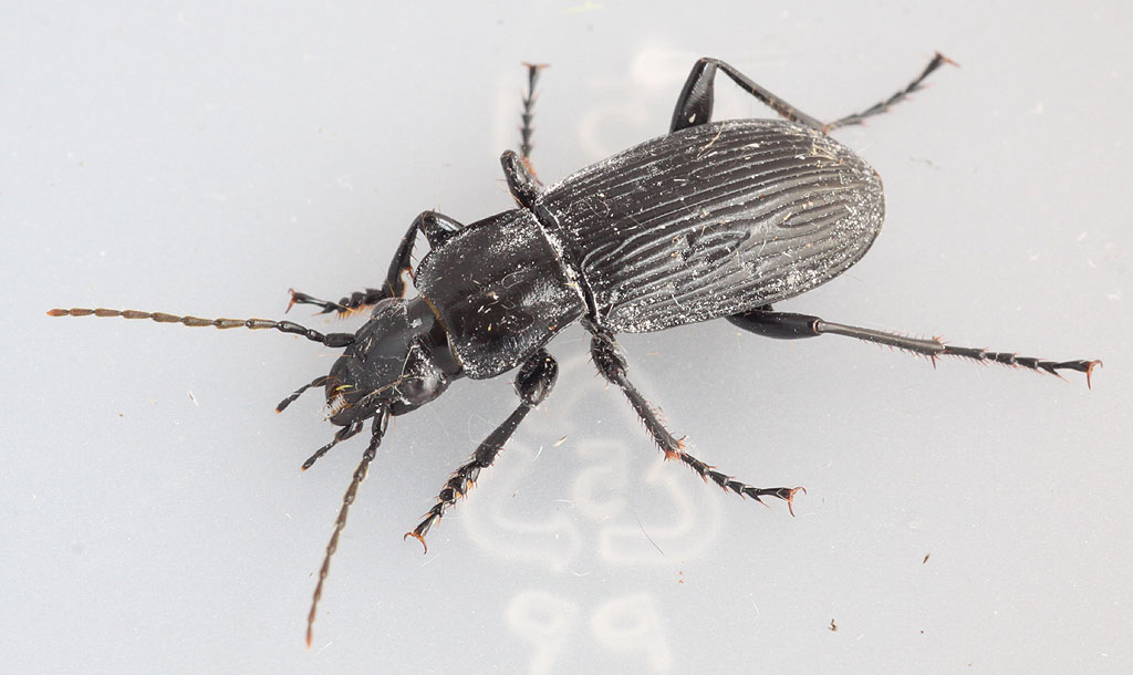 Copyright: Steve Terry