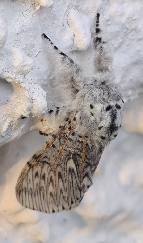 Copyright: Steve Terry