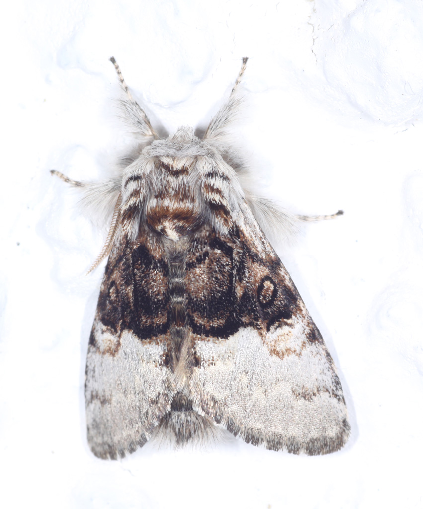 Copyright: Steve Terry