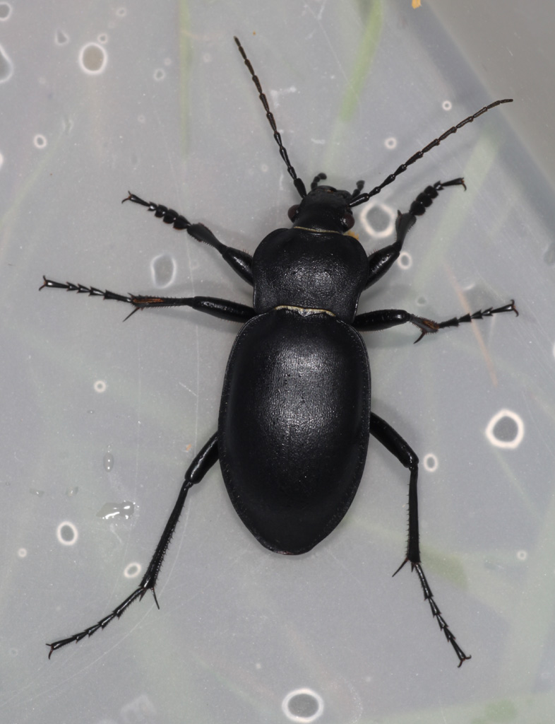 Copyright: Steve Terry