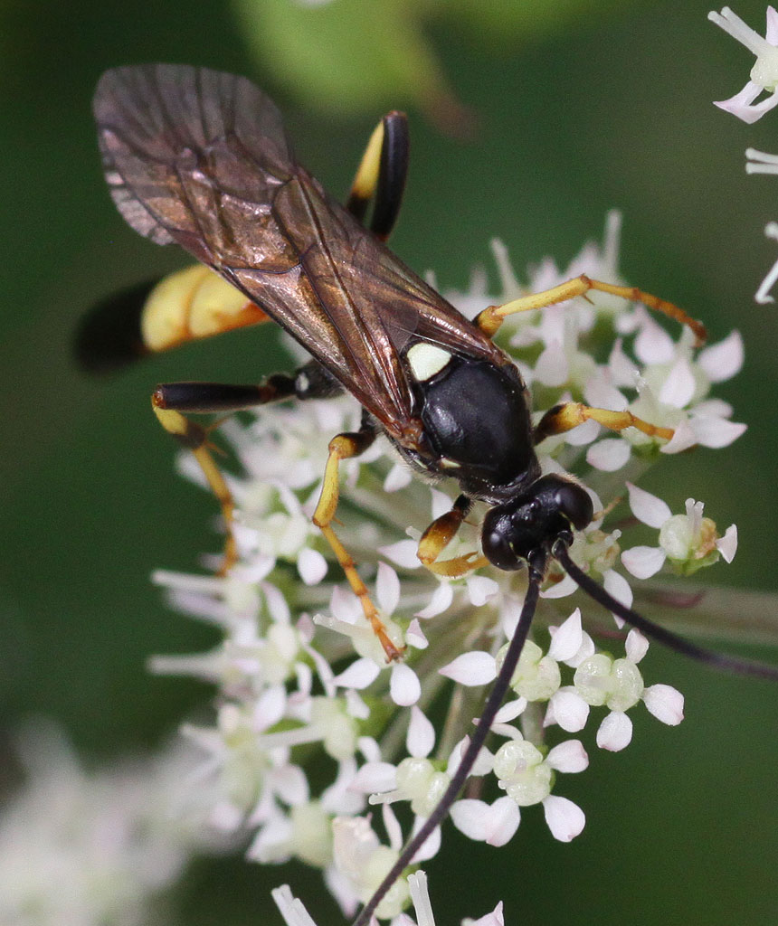 Copyright: Steve Terry