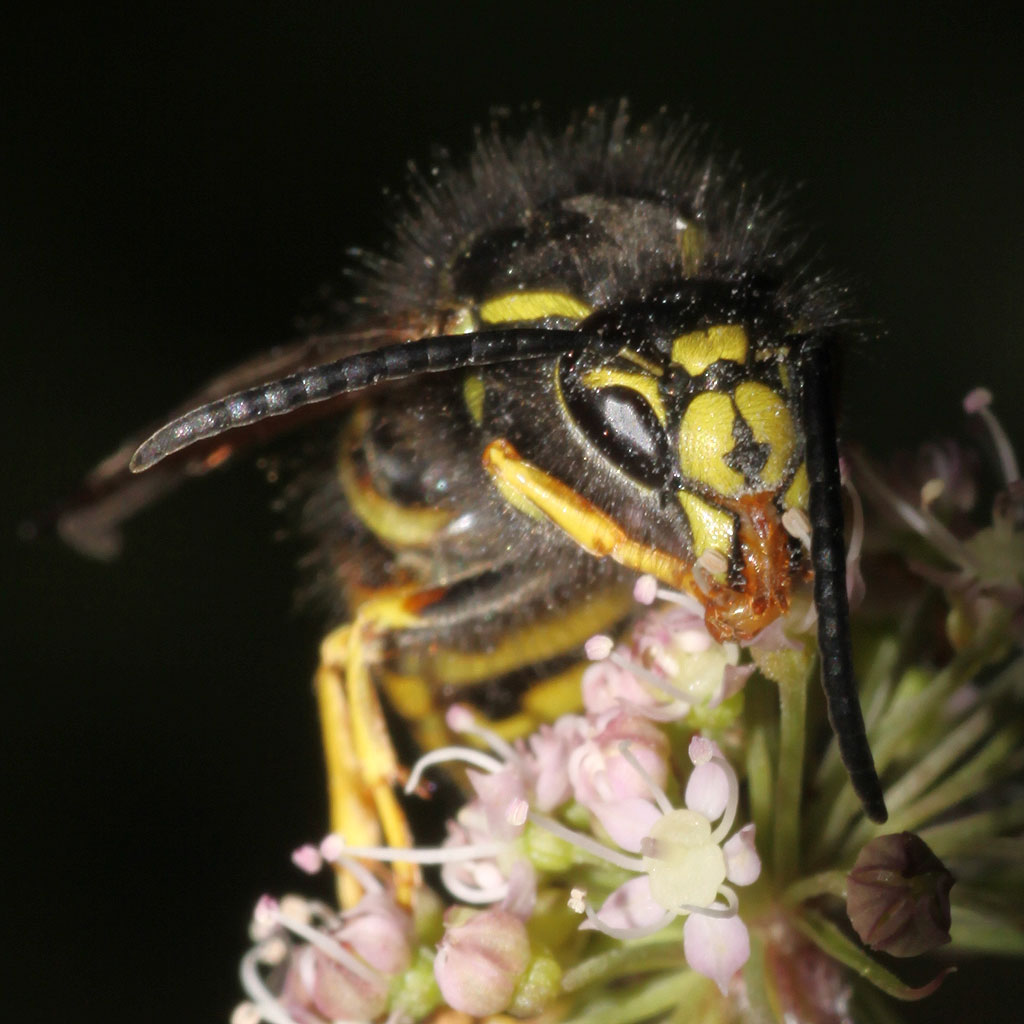 Copyright: Steve Terry