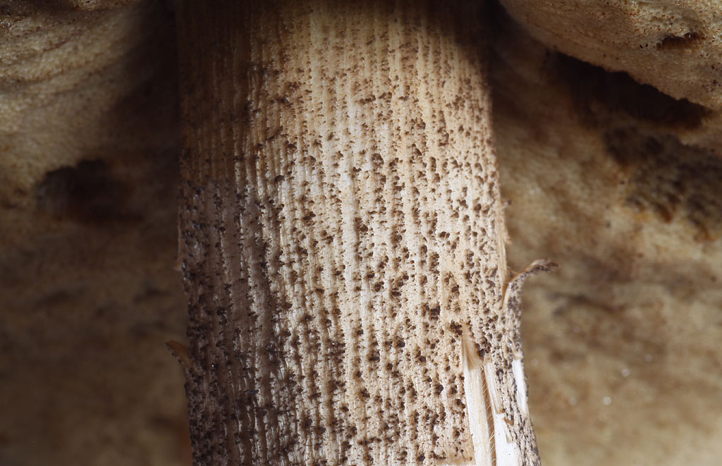 Copyright: Steve Terry