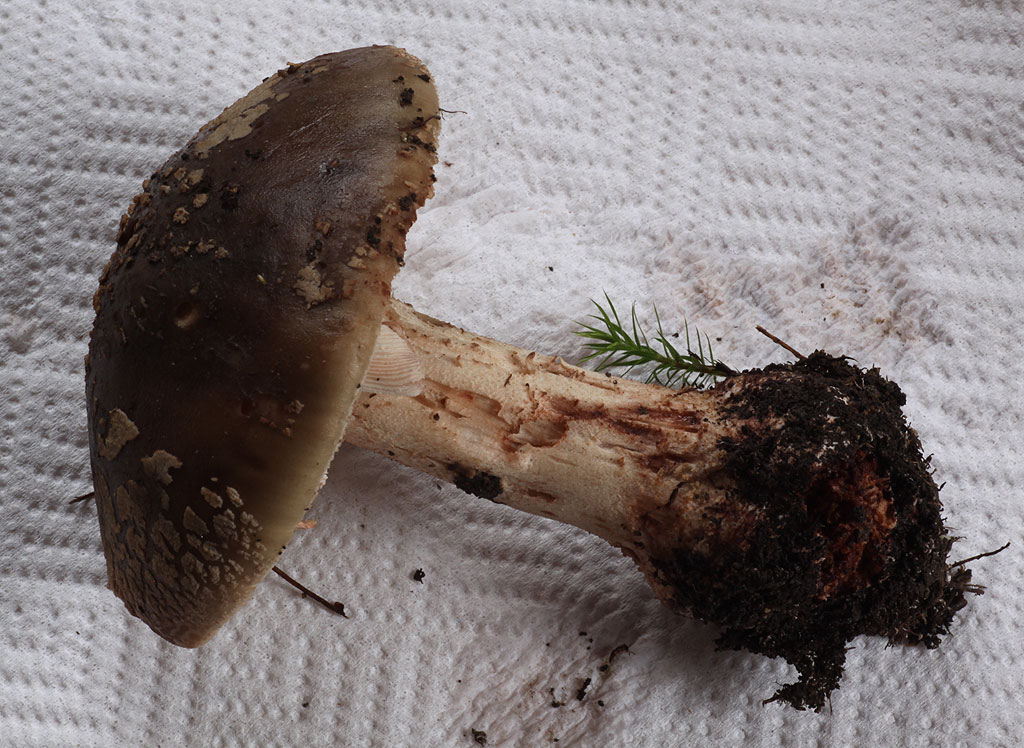 Copyright: Steve Terry