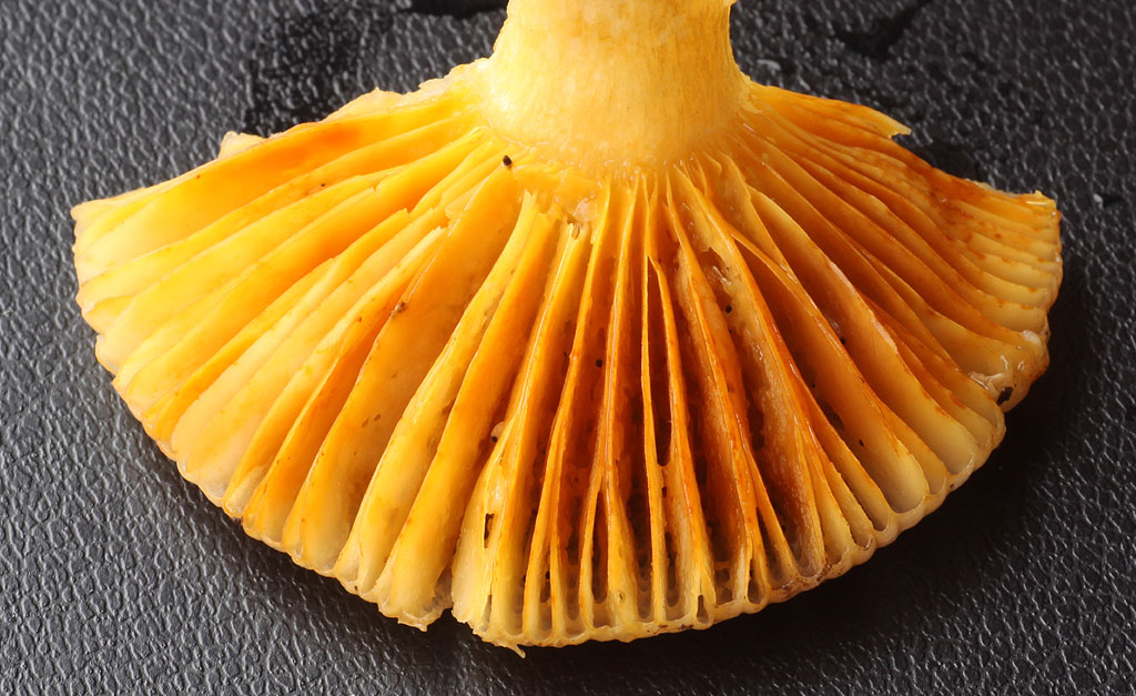 Copyright: Steve Terry