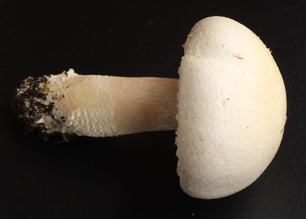 Copyright: Steve Terry