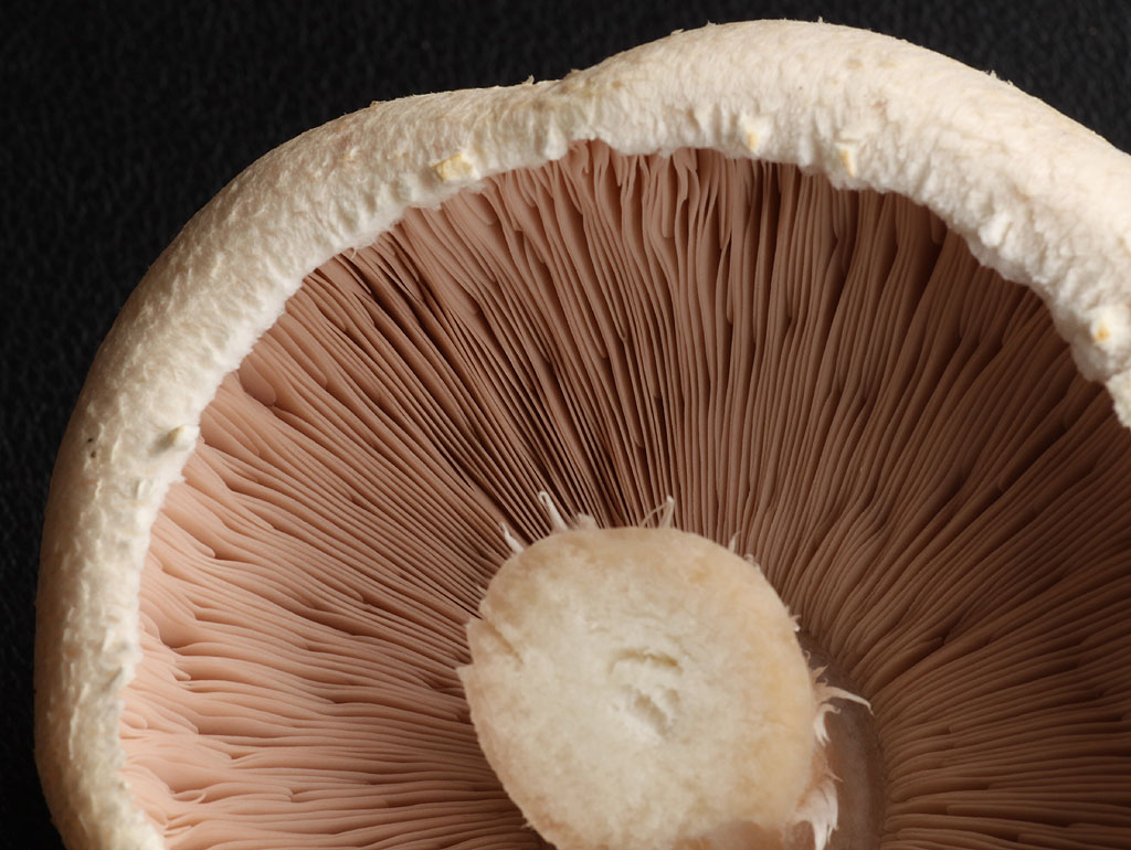 Copyright: Steve Terry