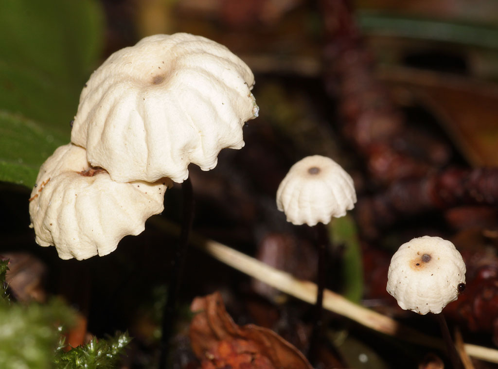 Copyright: Steve Terry