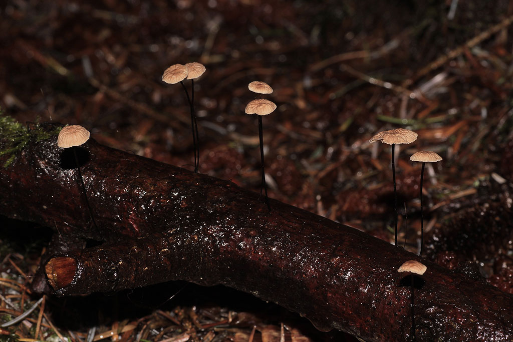 Copyright: Steve Terry