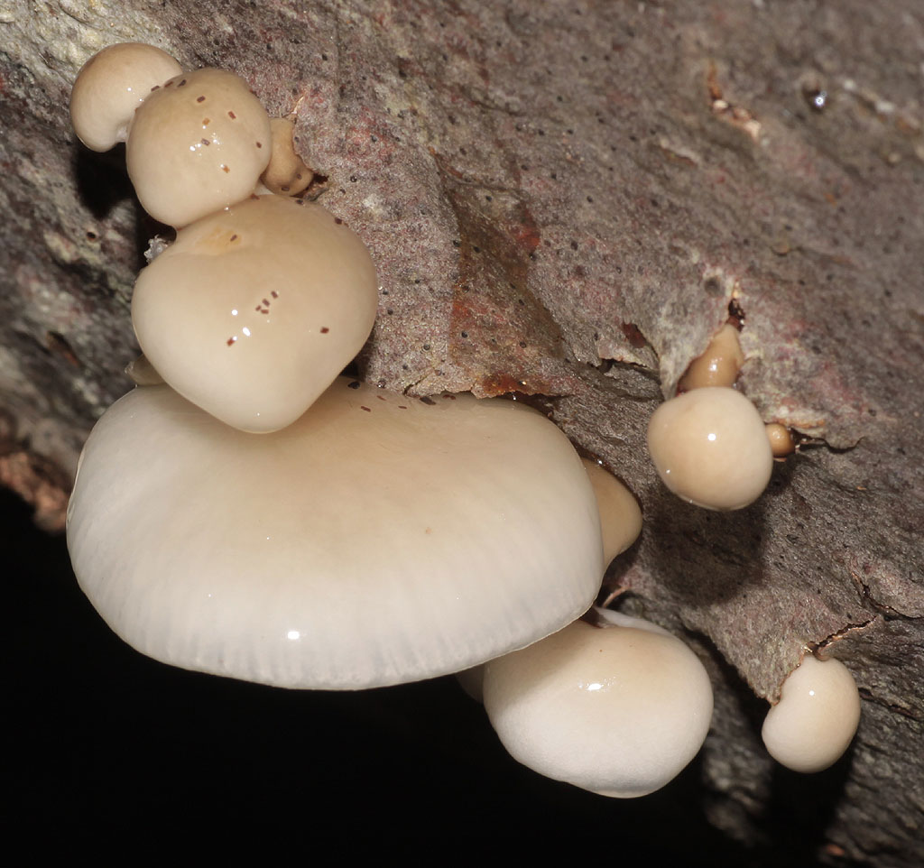 Copyright: Steve Terry