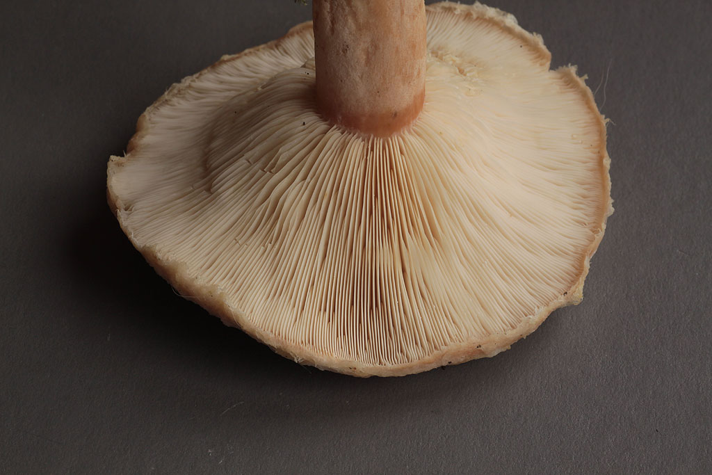 Copyright: Steve Terry